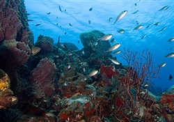 Private St Lucia Snorkeling (Cottrell Group)