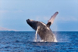 Photo of Honolulu | Waikiki Whale Watching