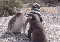 Puerto Madryn | Argentina |