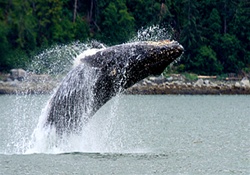 Juneau | USA |