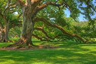 New Orleans | USA | Oak Alley Plantation tour New Orleans tour New Orleans plantation tour