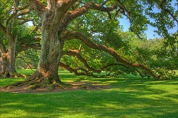 New Orleans | USA | Oak Alley Plantation tour New Orleans tour New Orleans plantation tour