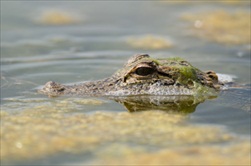 New Orleans | USA | New Orleans Tour  New Orleans Swamp Tour New Orleans Swamp Boat Tour New Orleans Bayou Tour