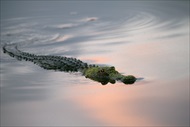 Photo of Orlando | Orlando Airboat Adventure at Night