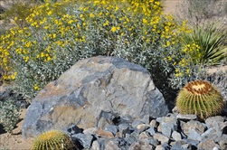 Photo of Palm Springs | Jeep and Hiking Indian Canyons Tour