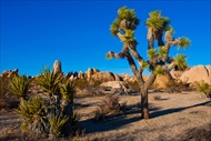 Photo of Palm Springs | Joshua Tree National Park Tour